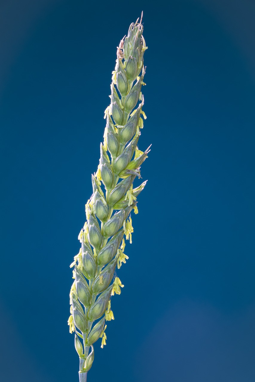 Цветок Пшеницы