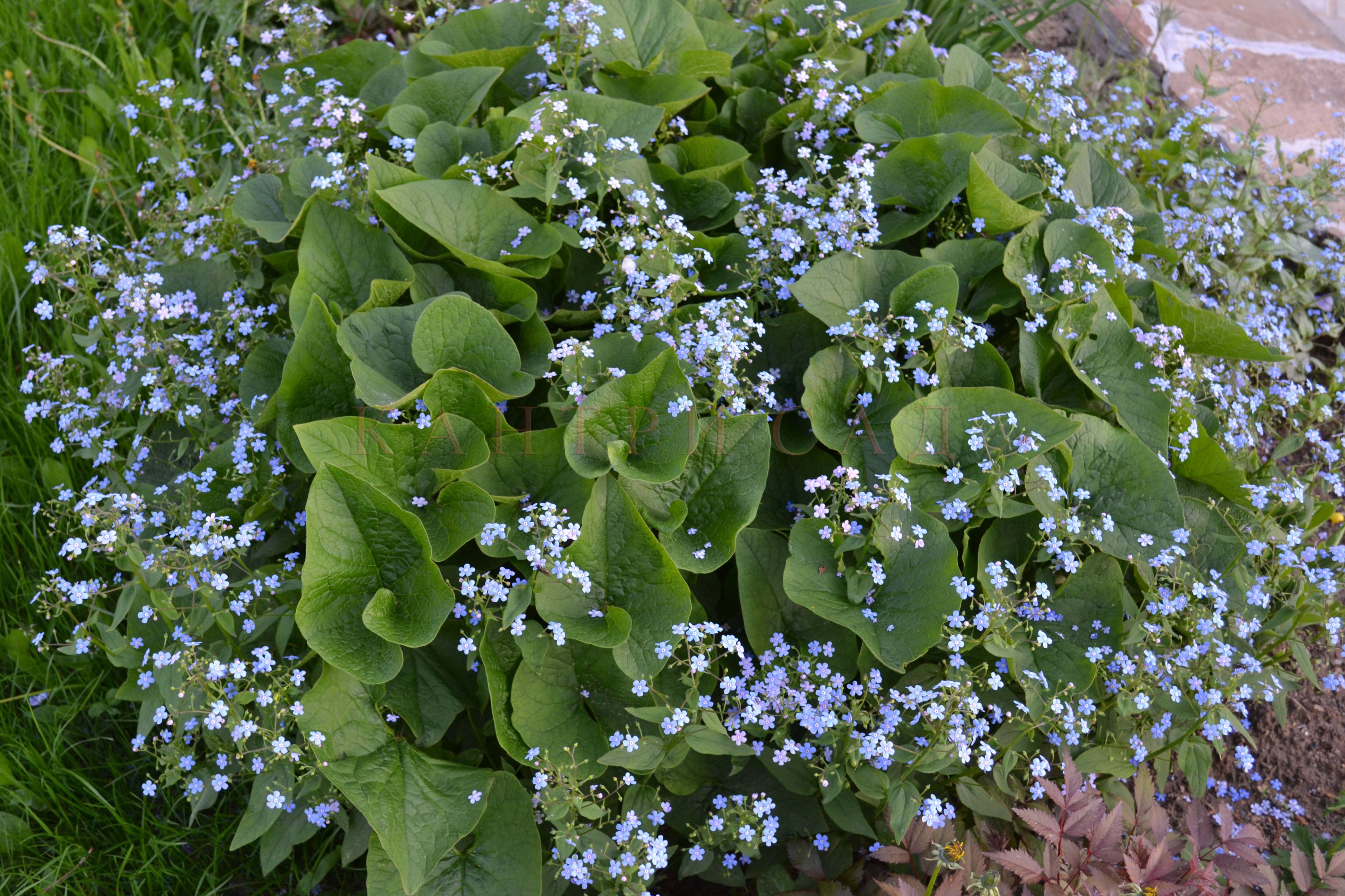 Бруннера macrophylla