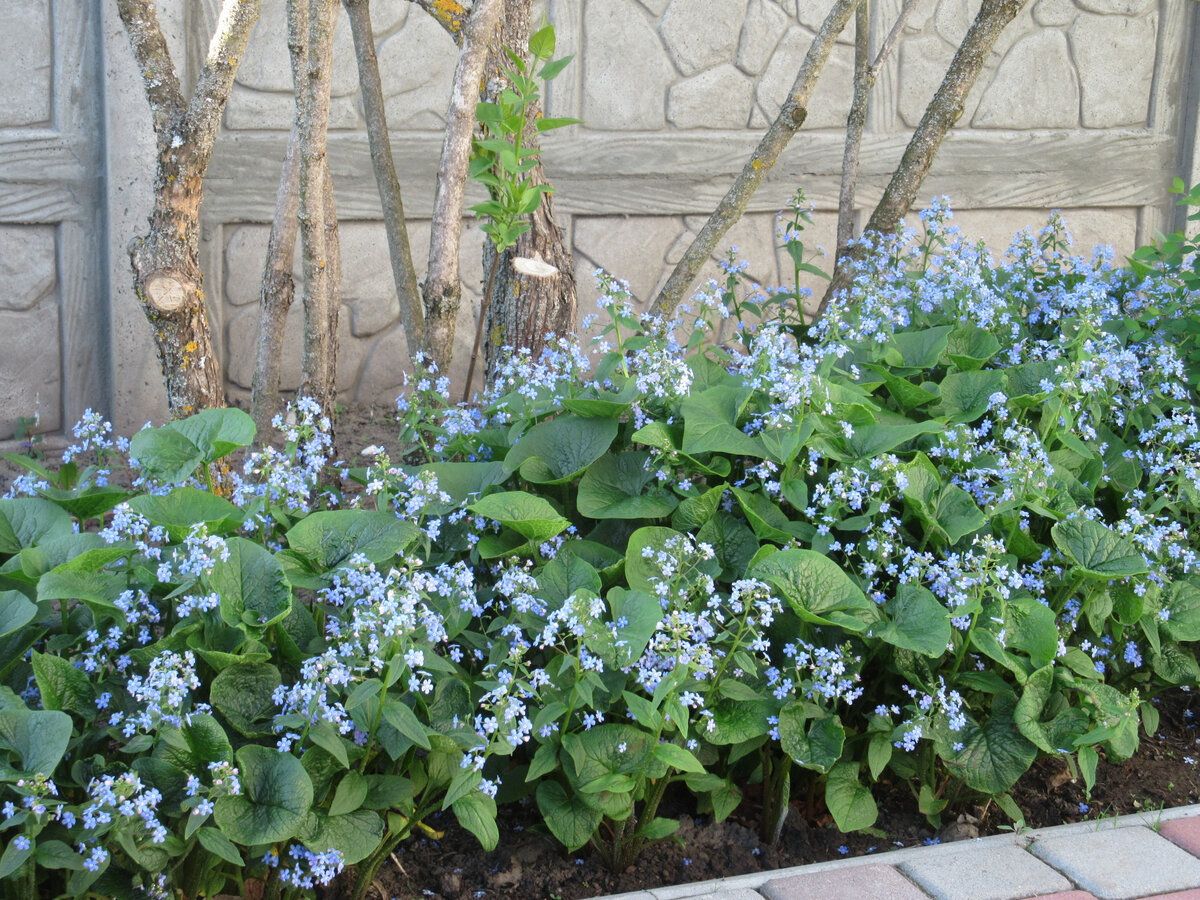 Бруннера Сибирская Brunnera sibirica