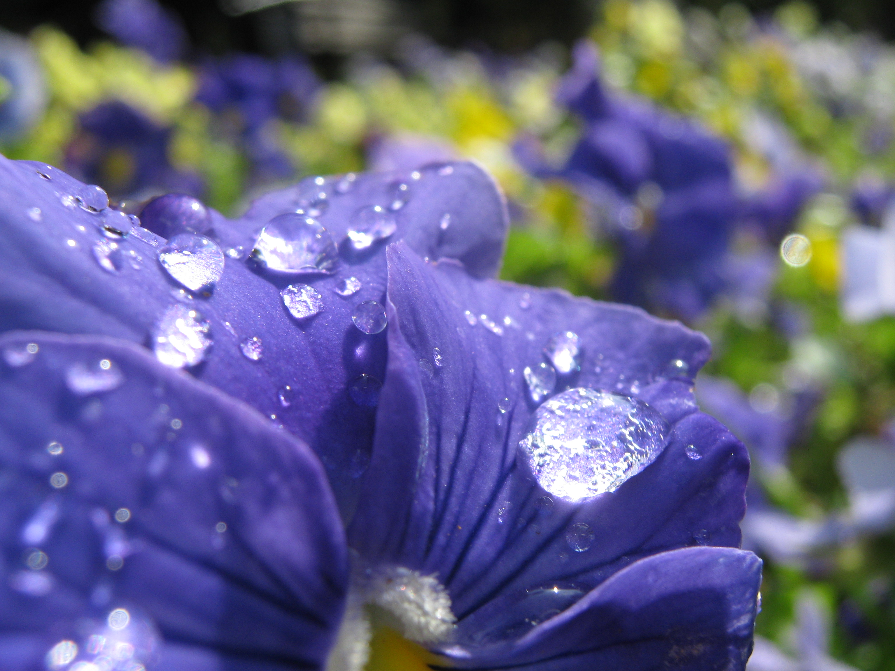 Цветы после дождя