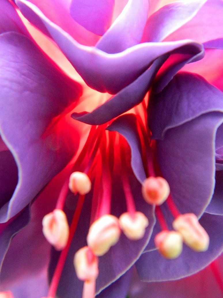 «Lilas Pourpre» («пурпурная Лилия»).