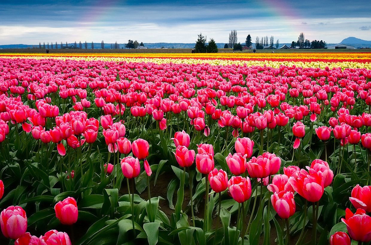 фото самых красивых тюльпанов в мире