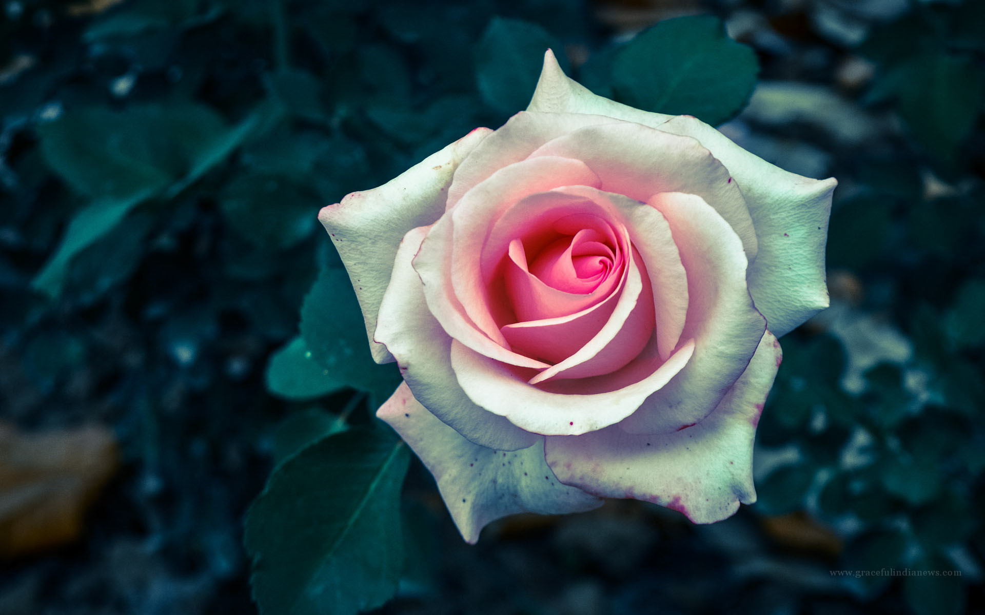 Красивые виды роз