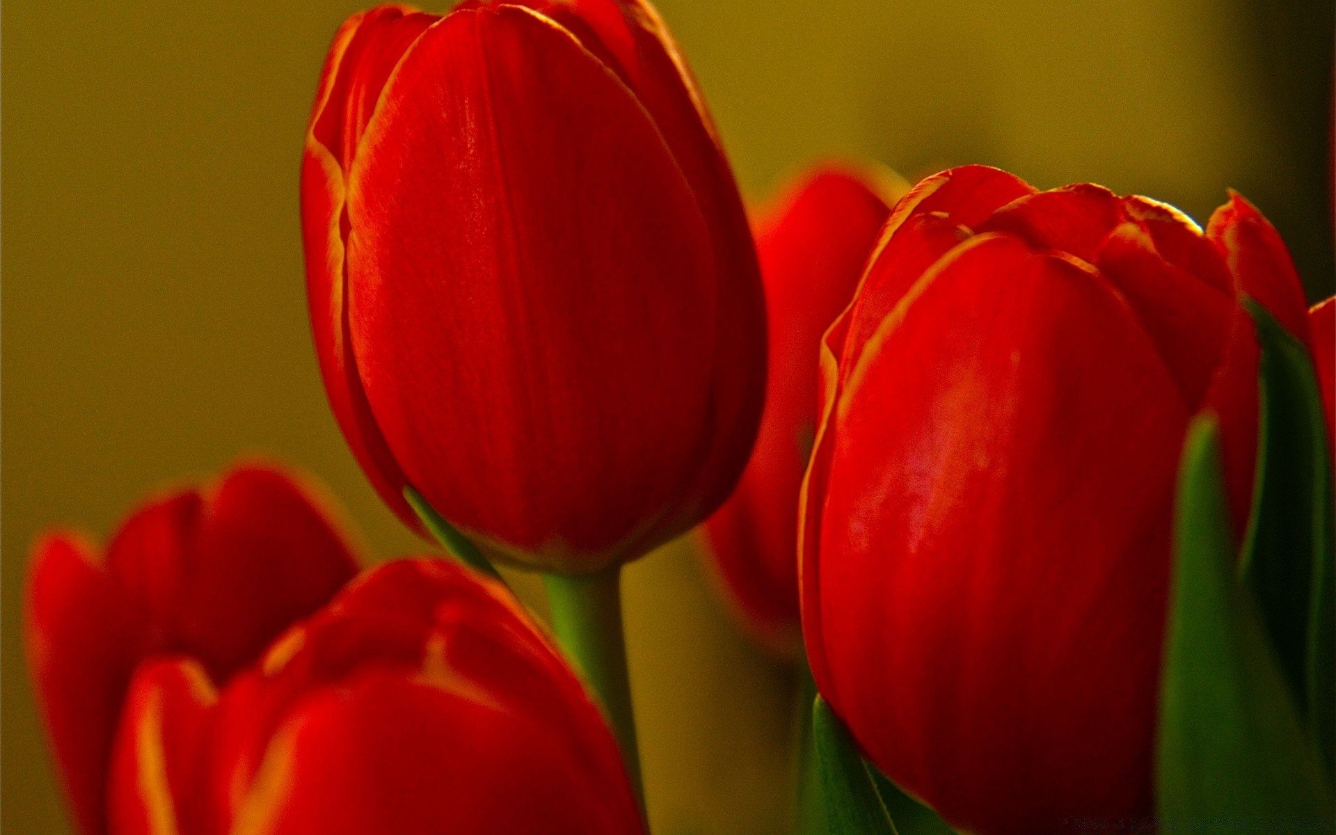 Тюльпаны крупные красные