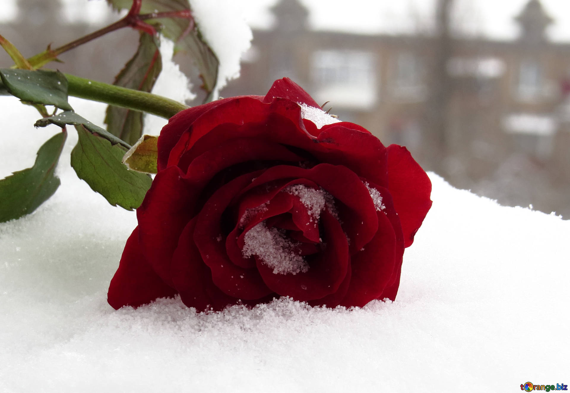 Алые розы на снегу
