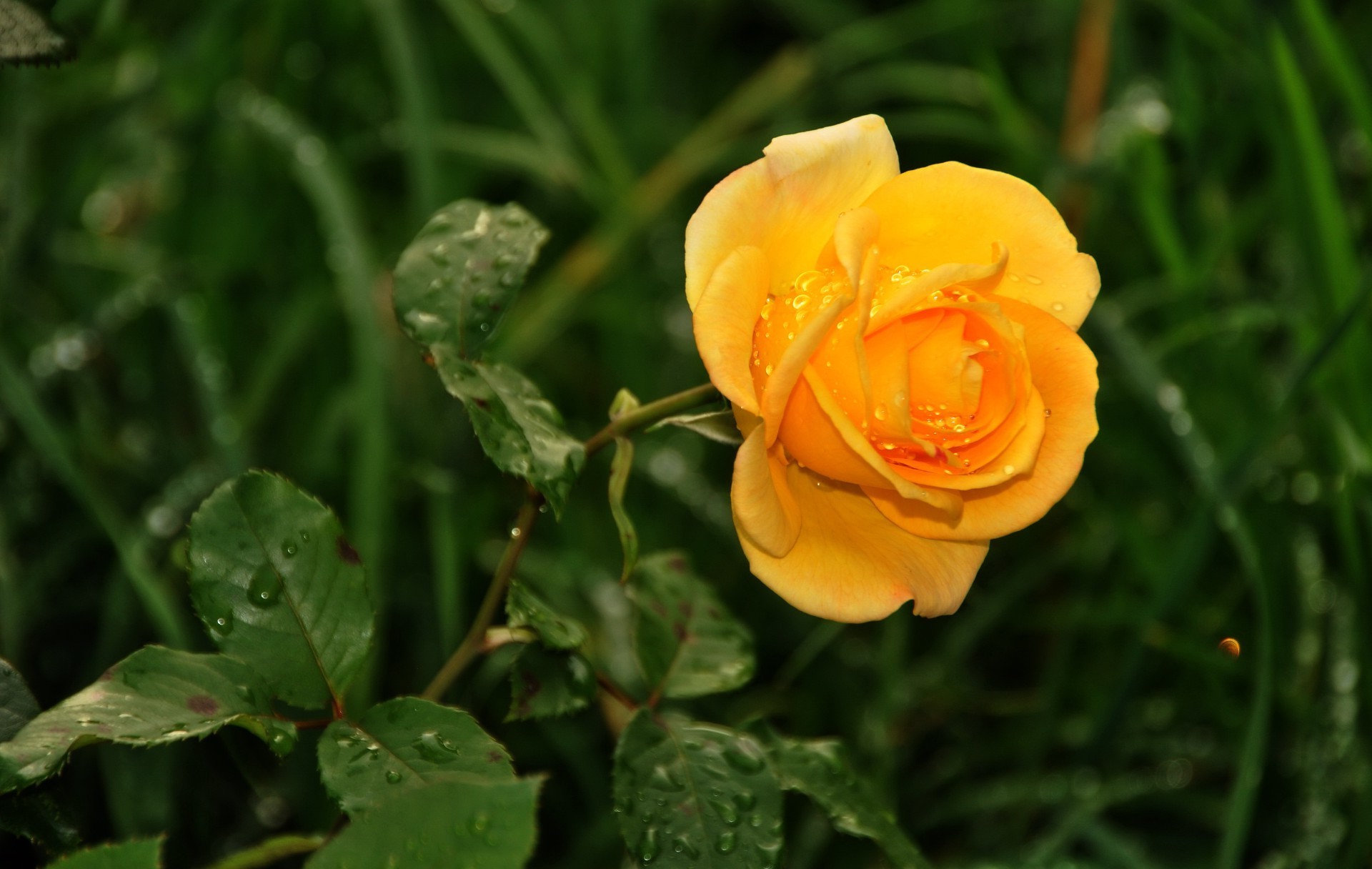 Желтые Розы В Саду