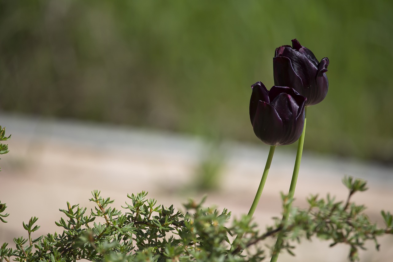 Черный тюльпан в степи