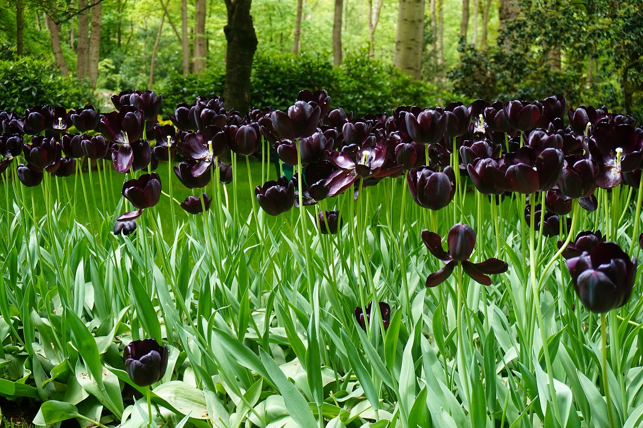 Черные тюльпаны в ландшафтном дизайне
