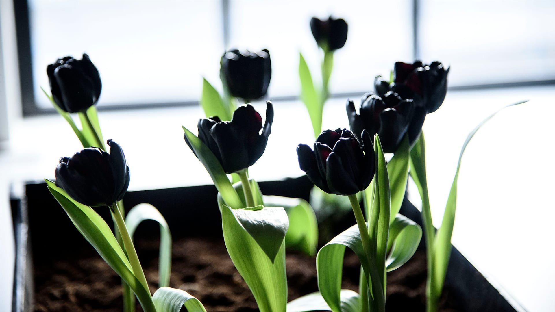 Tulip черный (d900)