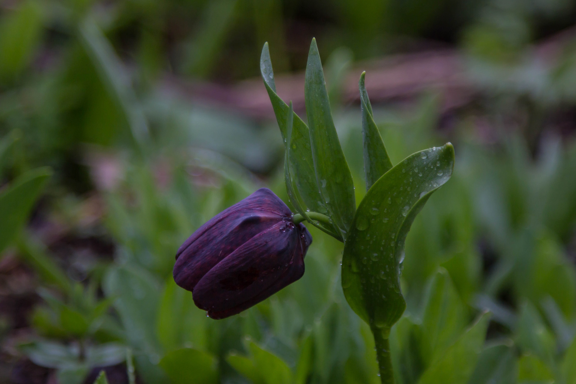 Черные тюльпаны Абхазия