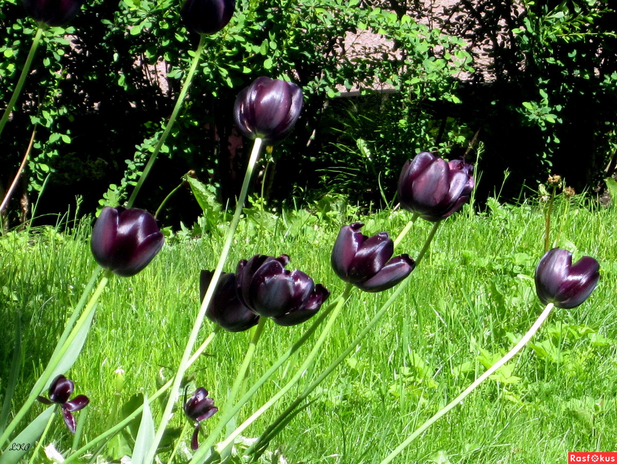 Чёрный гарлемский тюльпан