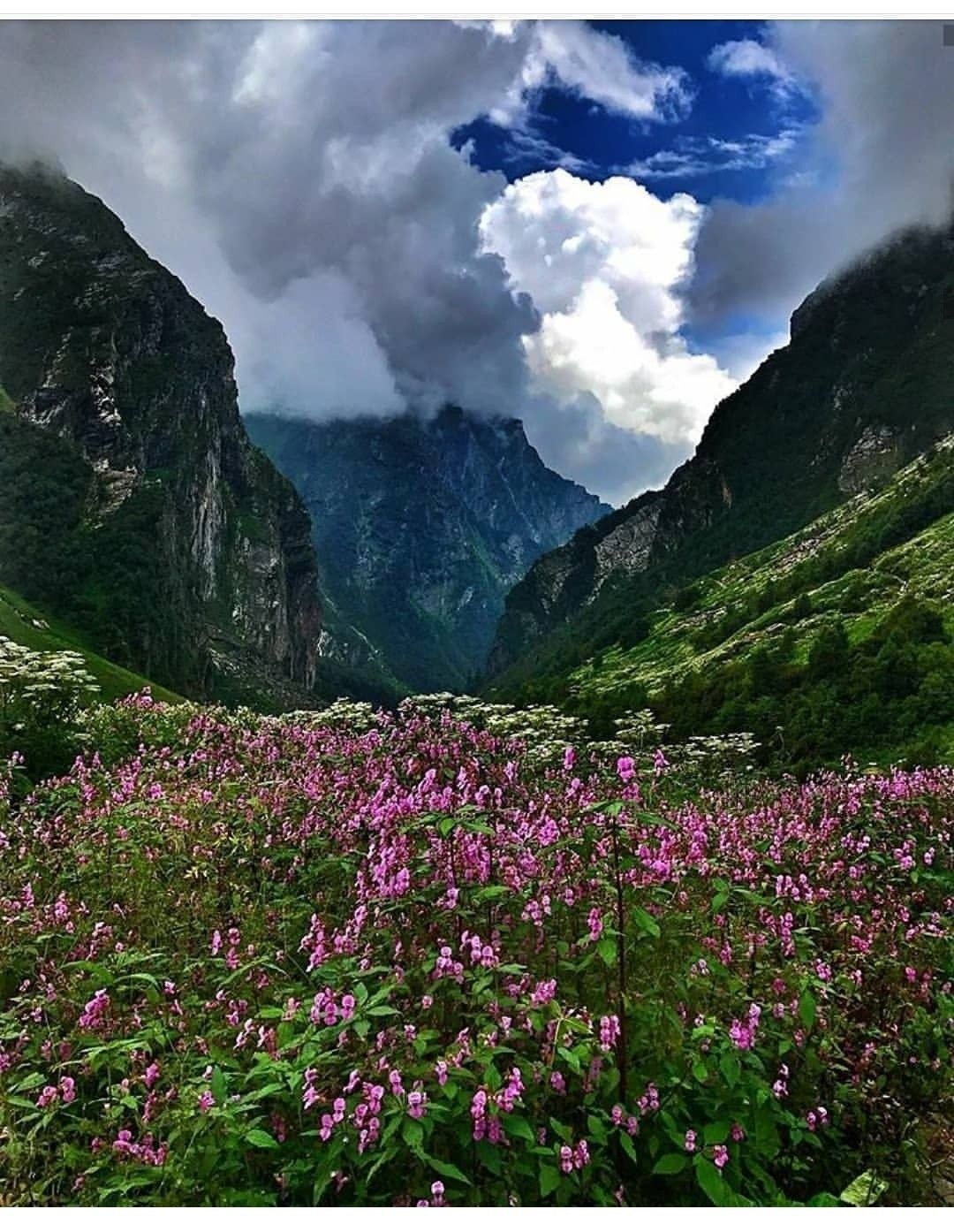 Долина цветов, Уттаракханд, Индия
