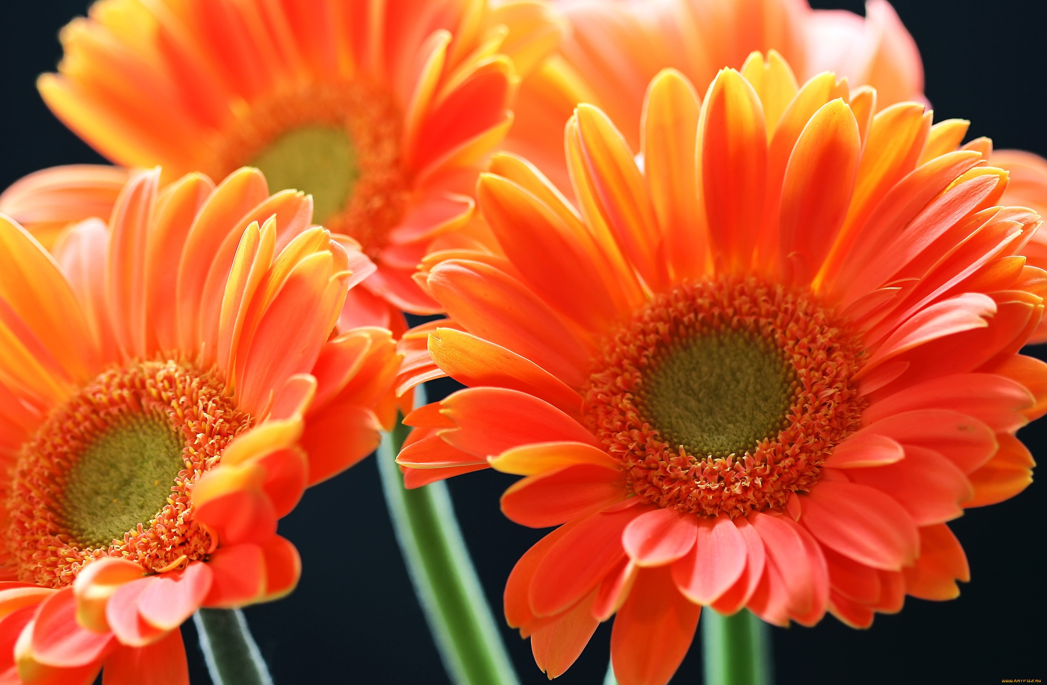 Оранжевый Дейзи цветок