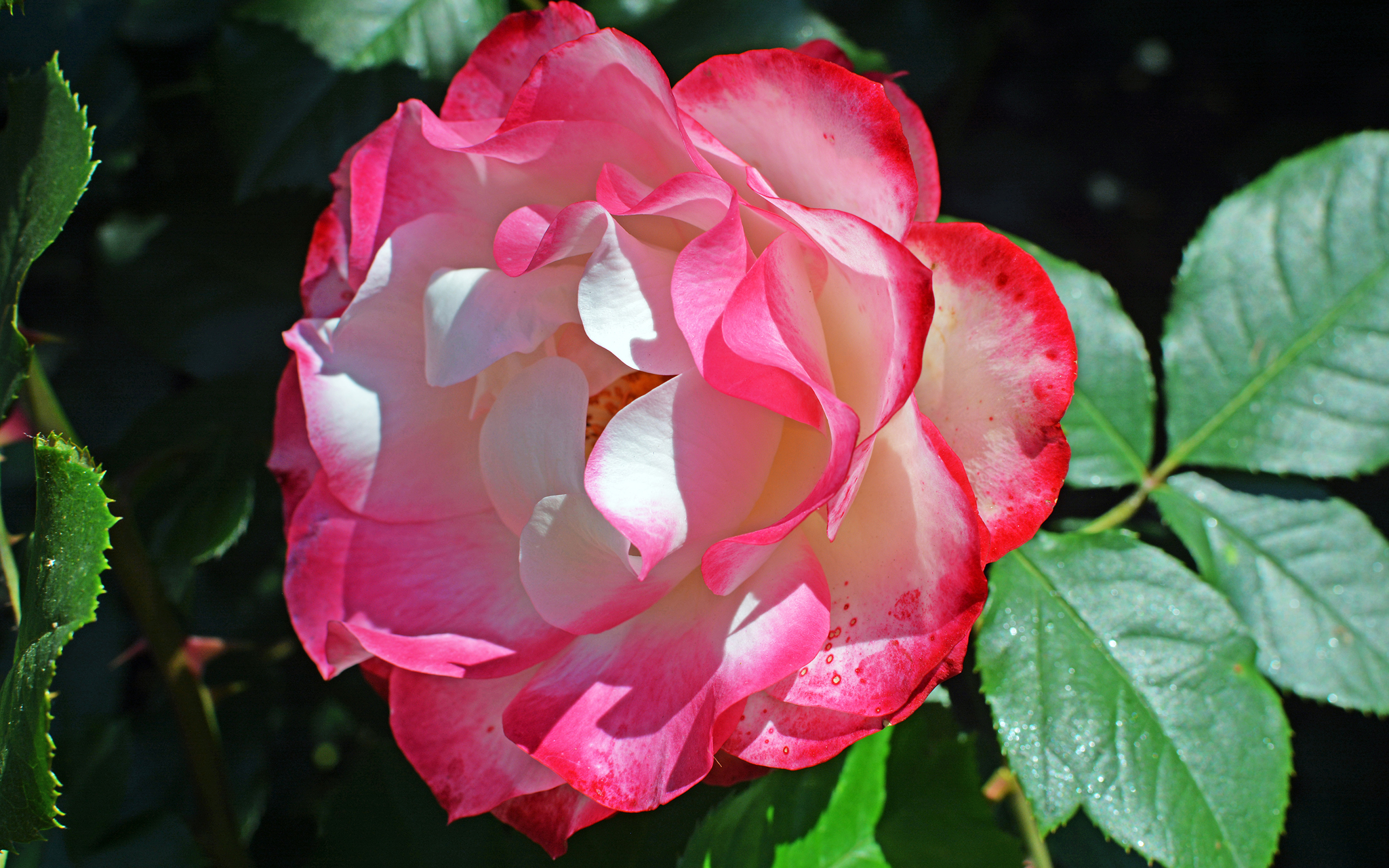 Болгарская роза цветок