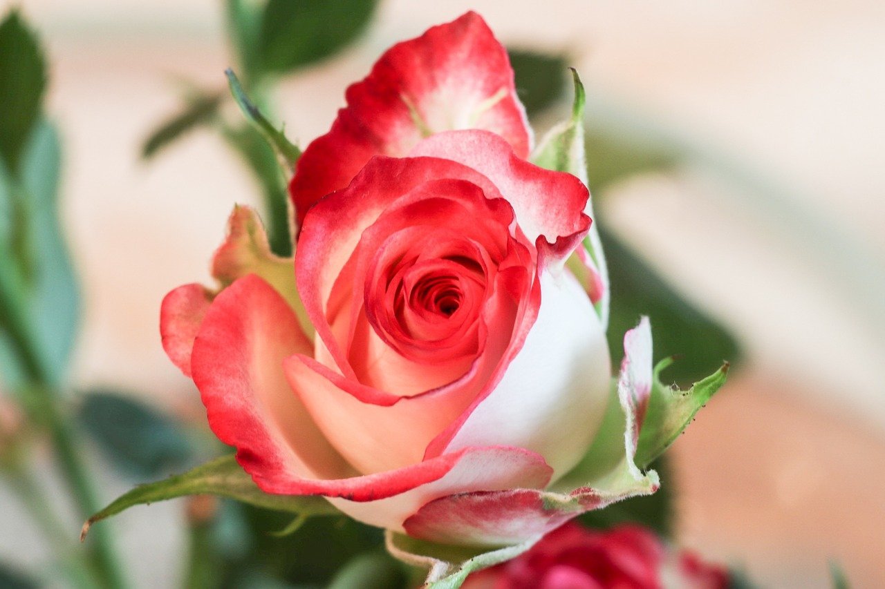 Крымская роза цветок