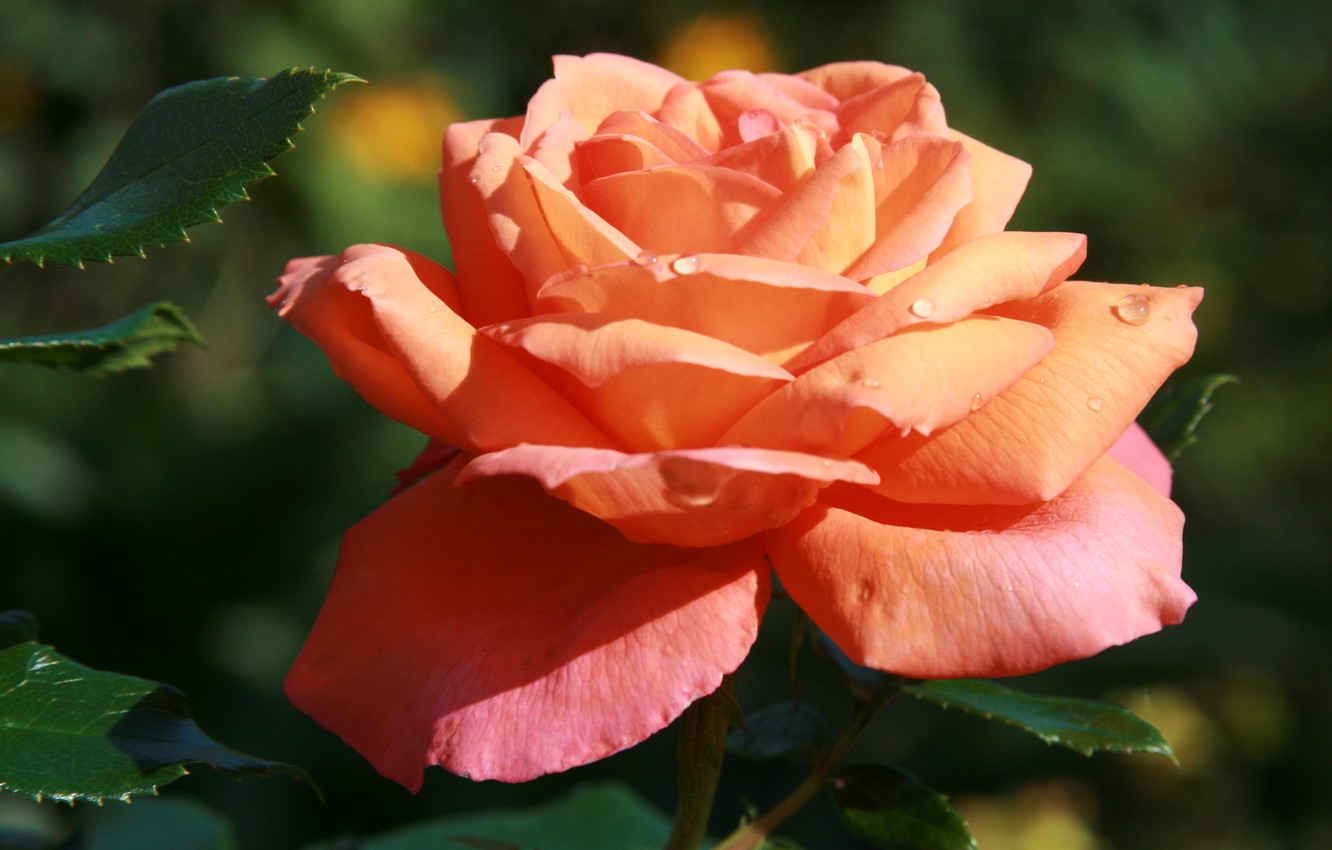 Обои природа розы Аква