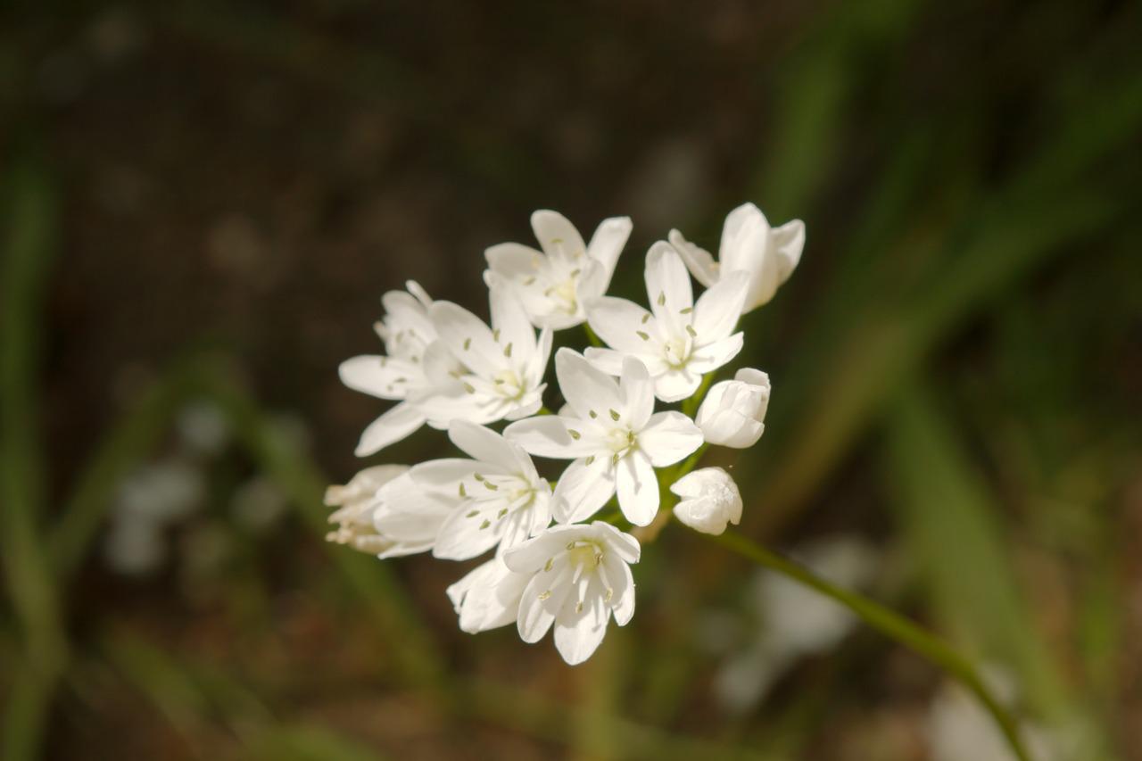 Белые цветочки луговые
