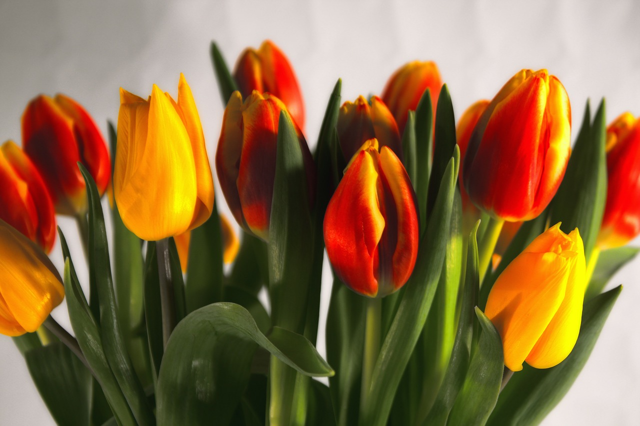 Цветы тюльпаны красные и желтые