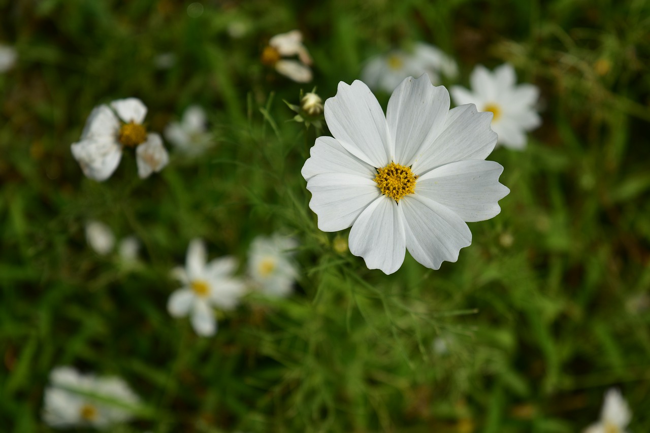 Белый полевой цветок боком красивая
