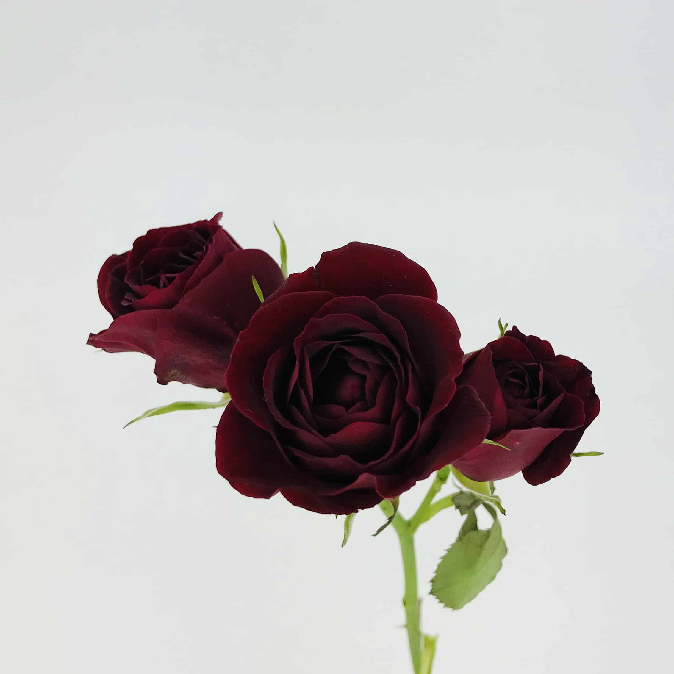 Сорт розы марун