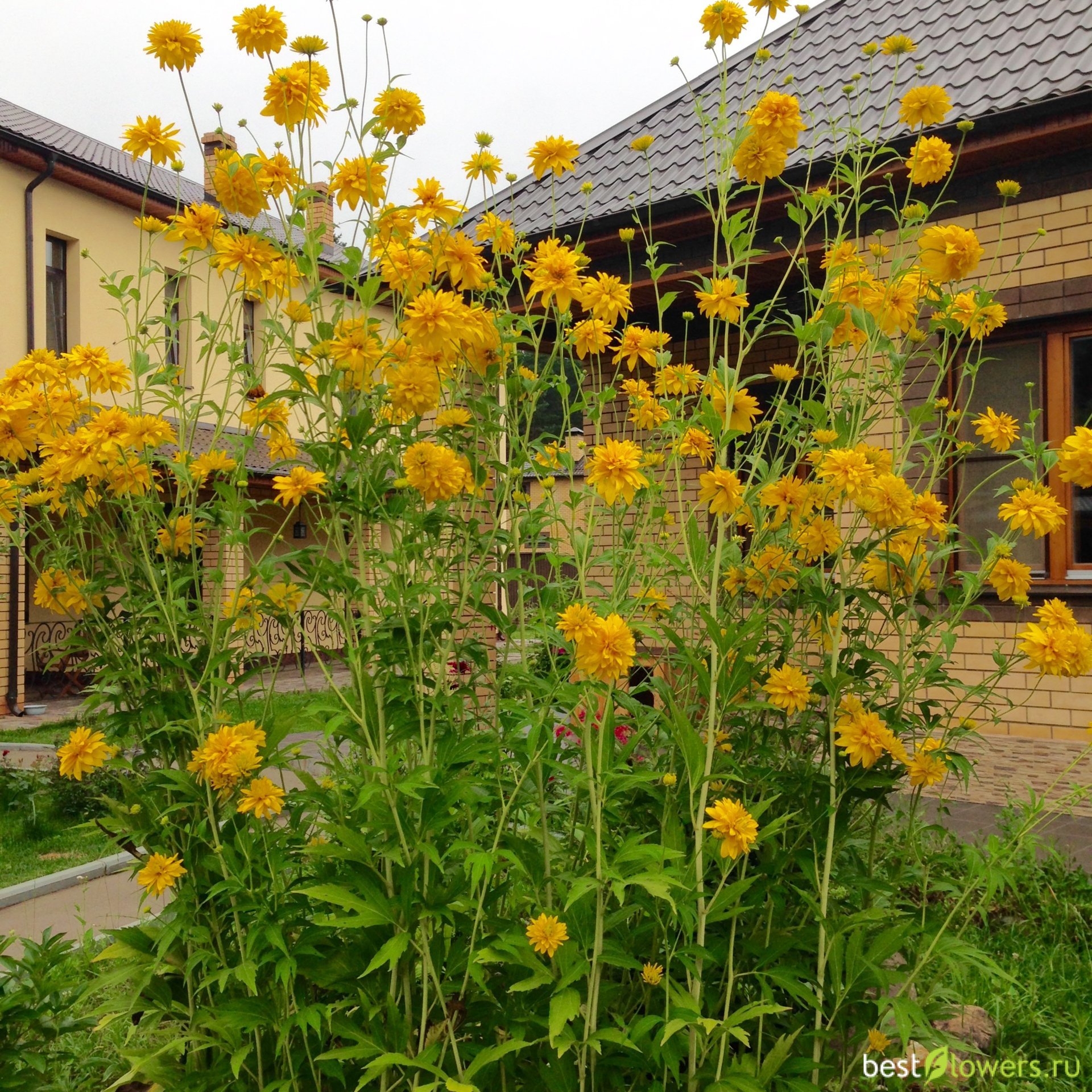 Рудбекия рассеченная (Rudbeckia laciniata)