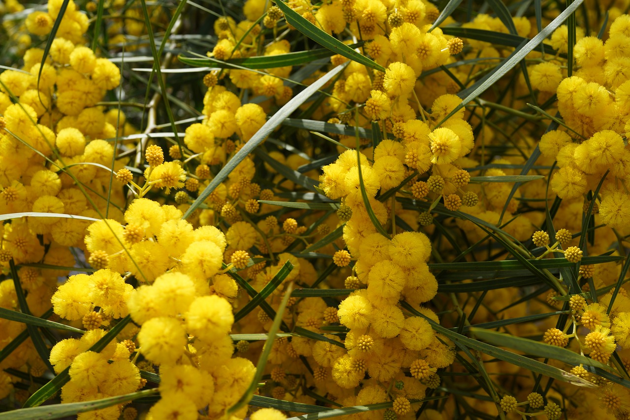 Акация Ивовая (Acacia saligna)