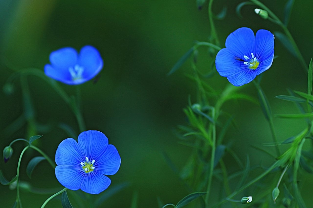Синие цветы на зеленом фоне