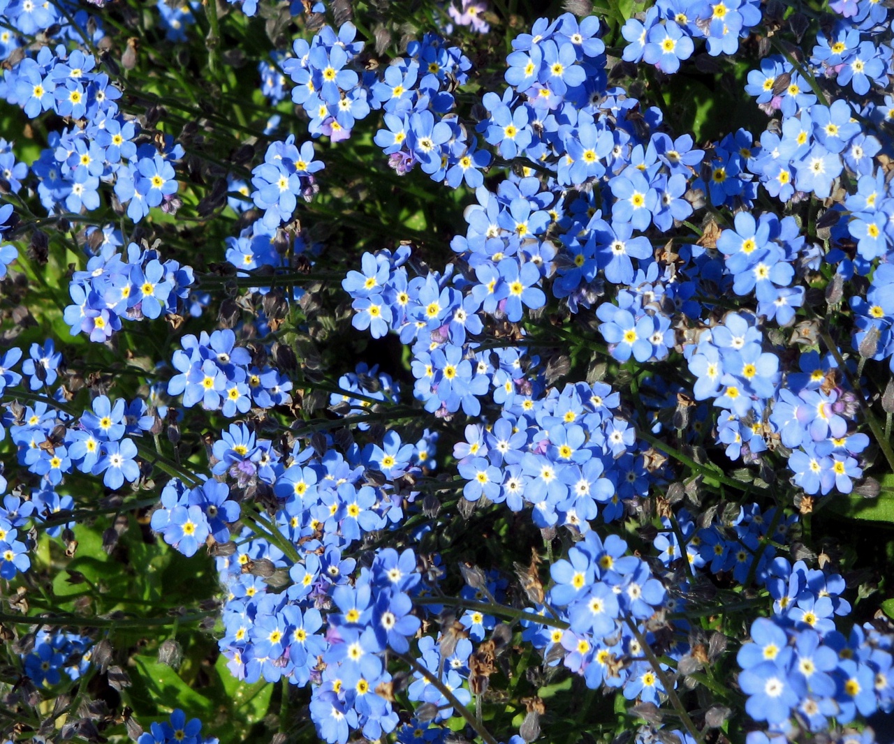 Голубенькие Цветочки