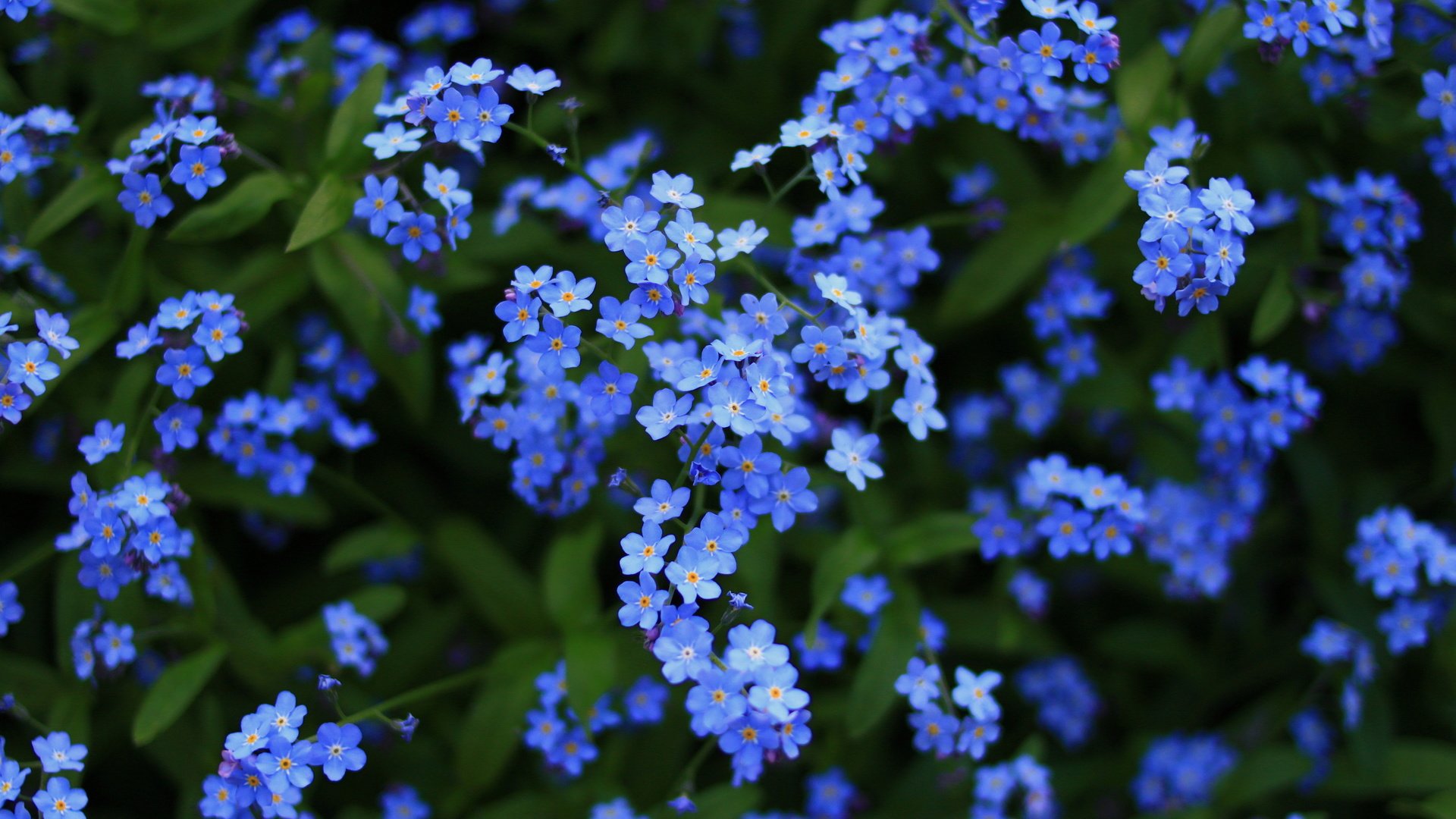 Цветок с мелкими голубыми цветочками