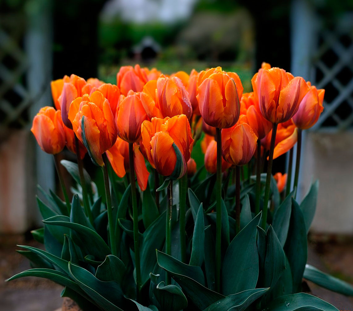 Tulipa Crossfire тюльпан