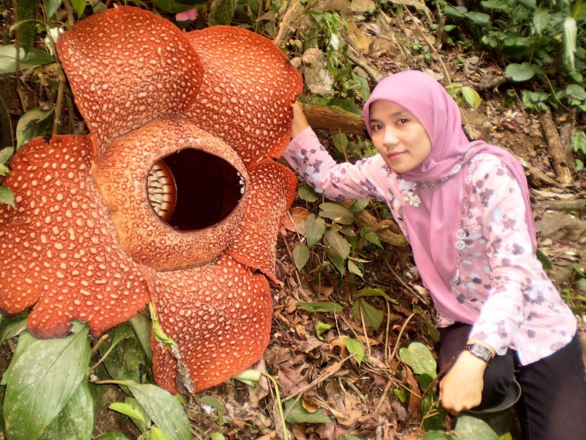 Самый большой цветок раффлезия Арнольди