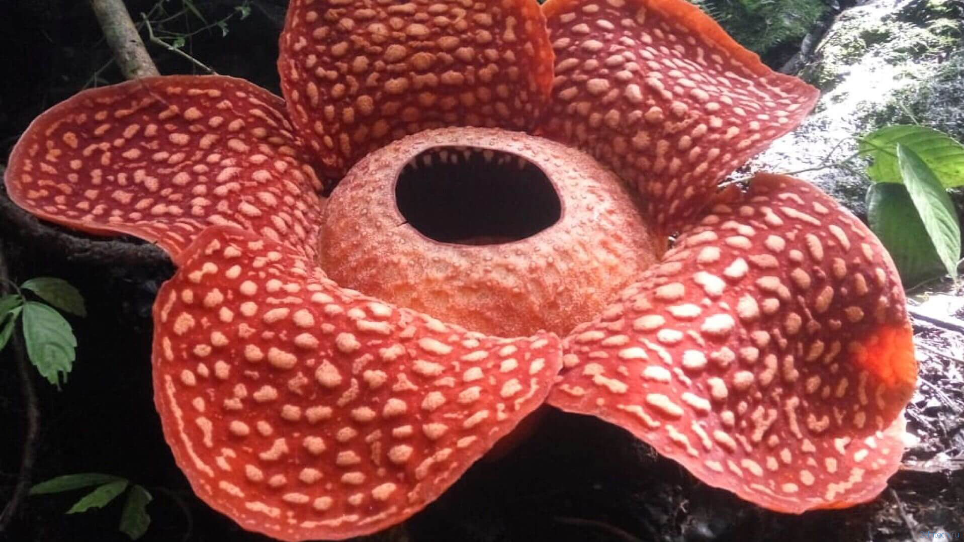 Австралия раффлезия цветок