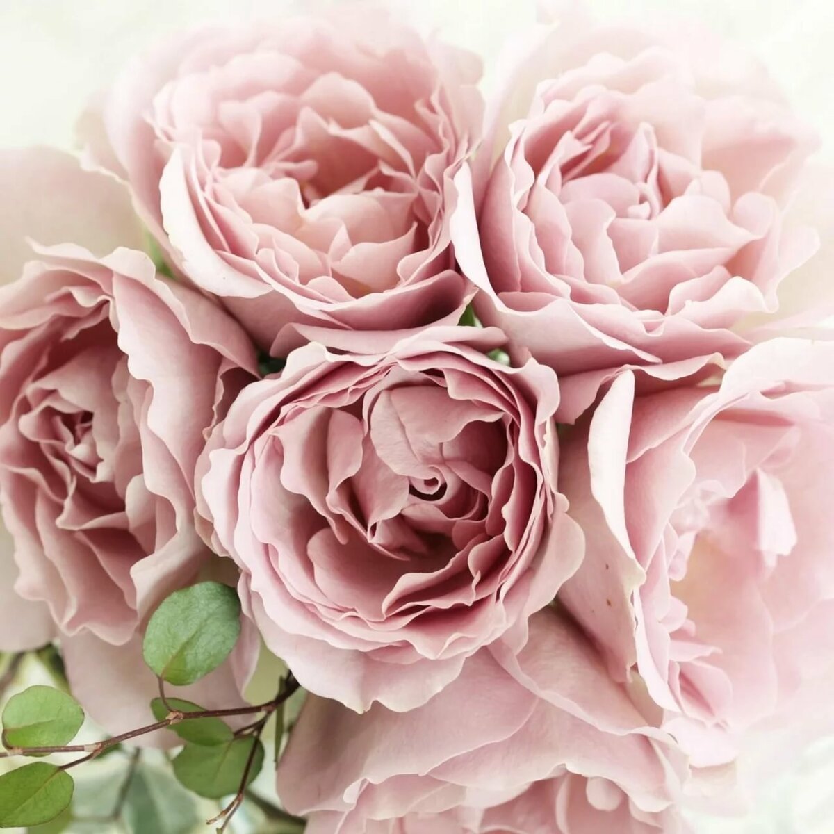 Пудрово розовая роза