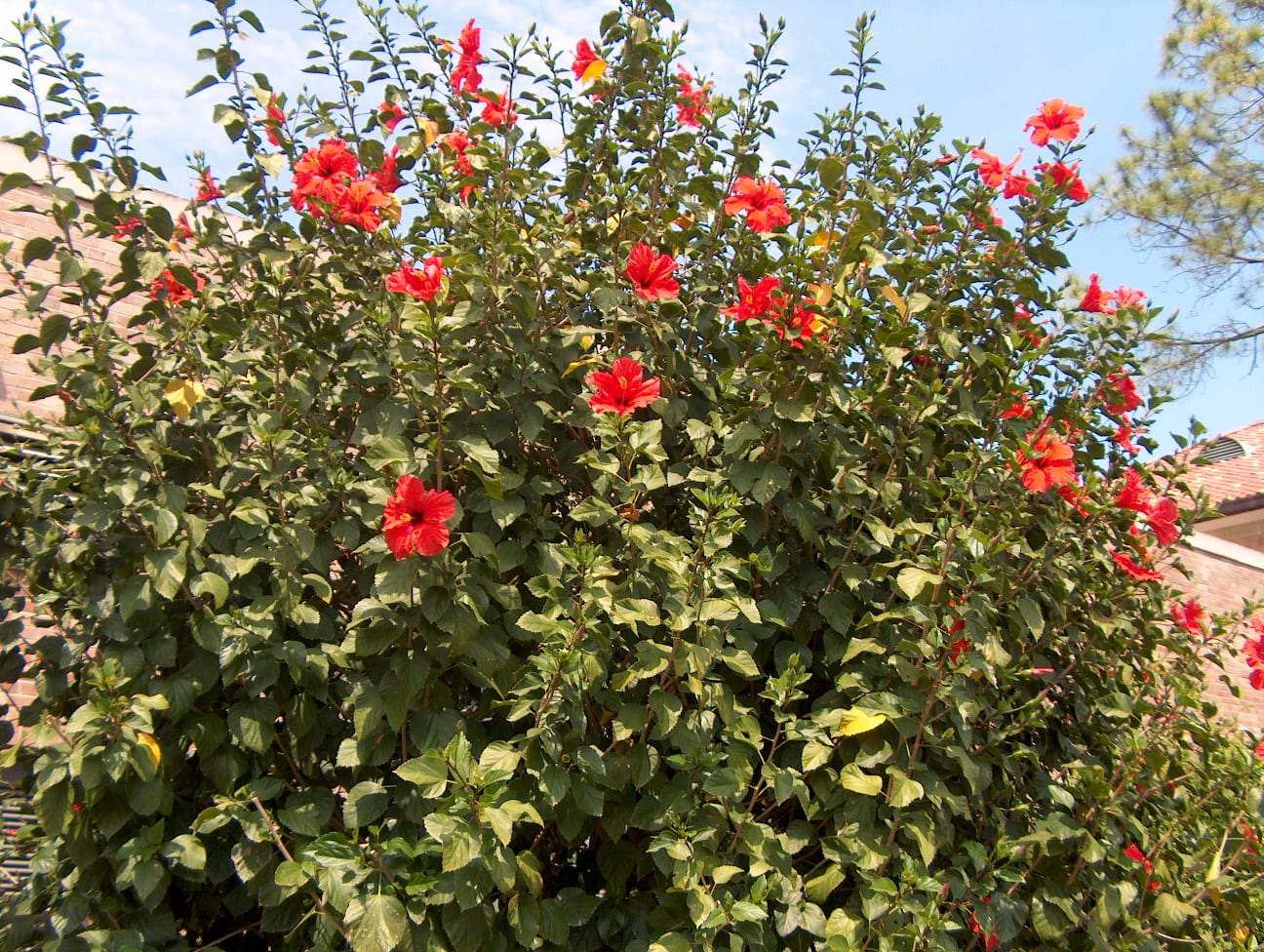 Суданская роза гибискус куст