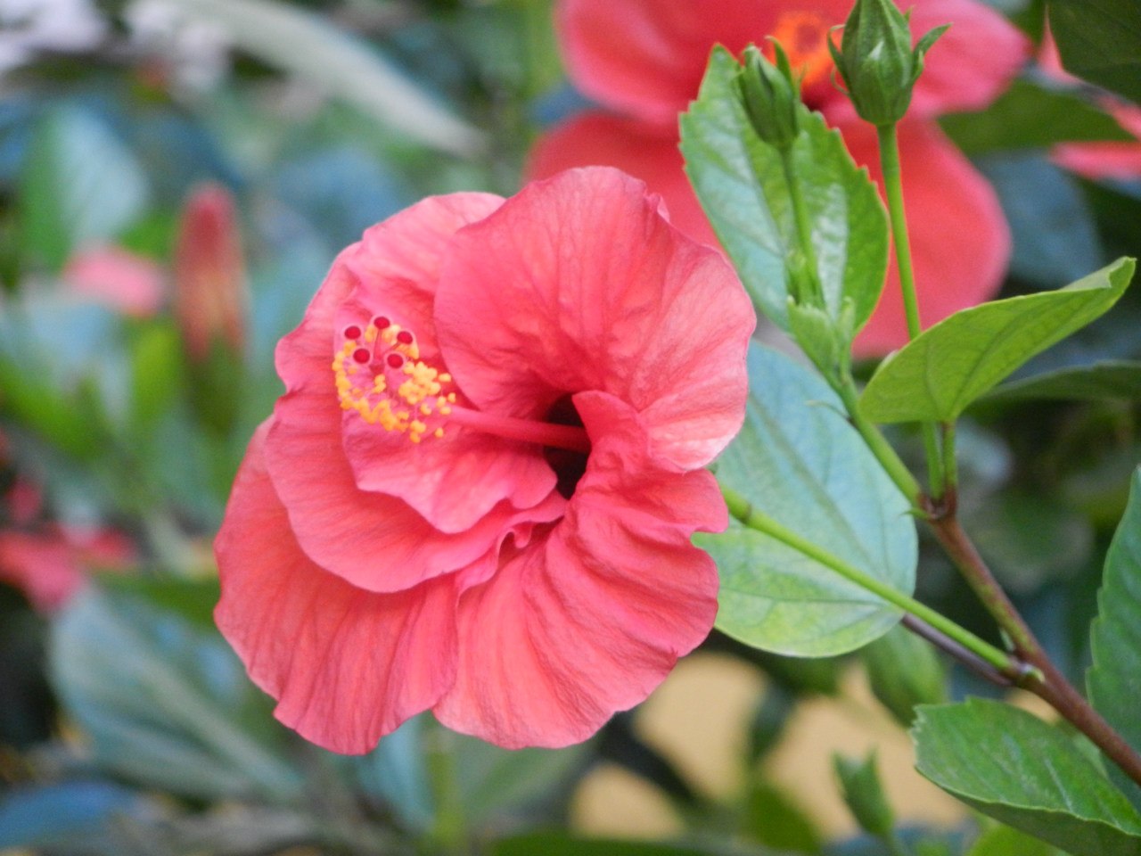 фото цветка гибискус китайская роза