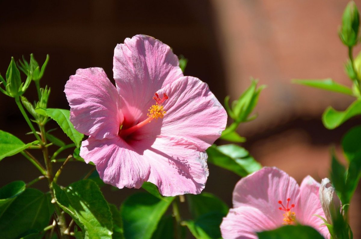 Гибискус цветок Pink