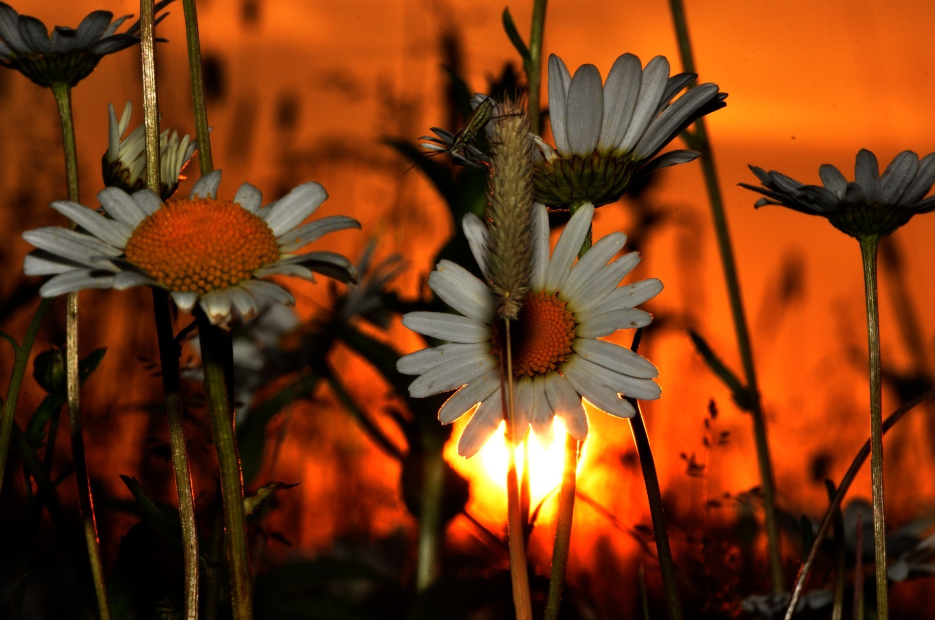Вечерние цветы