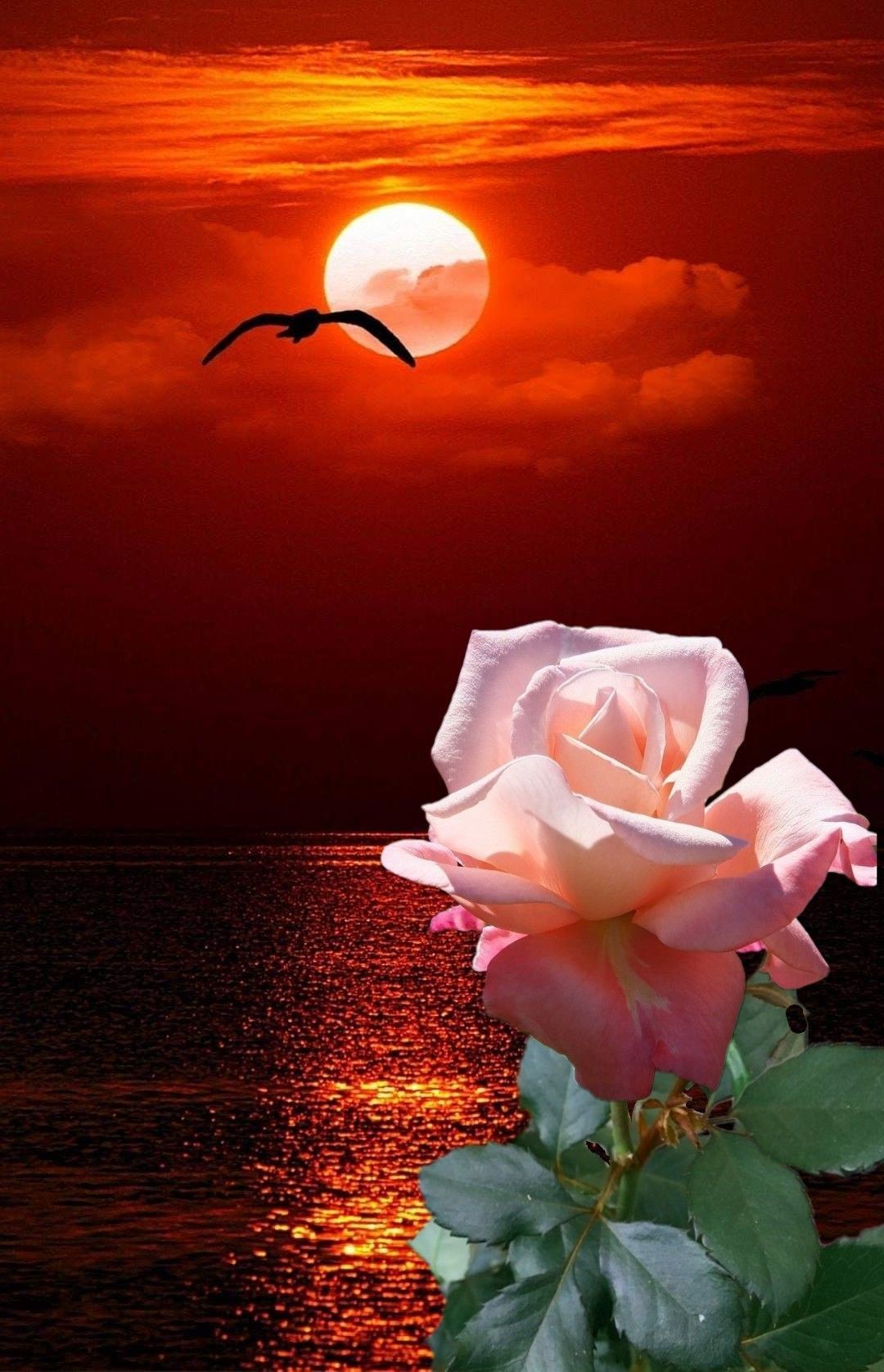 Роза на фоне заката