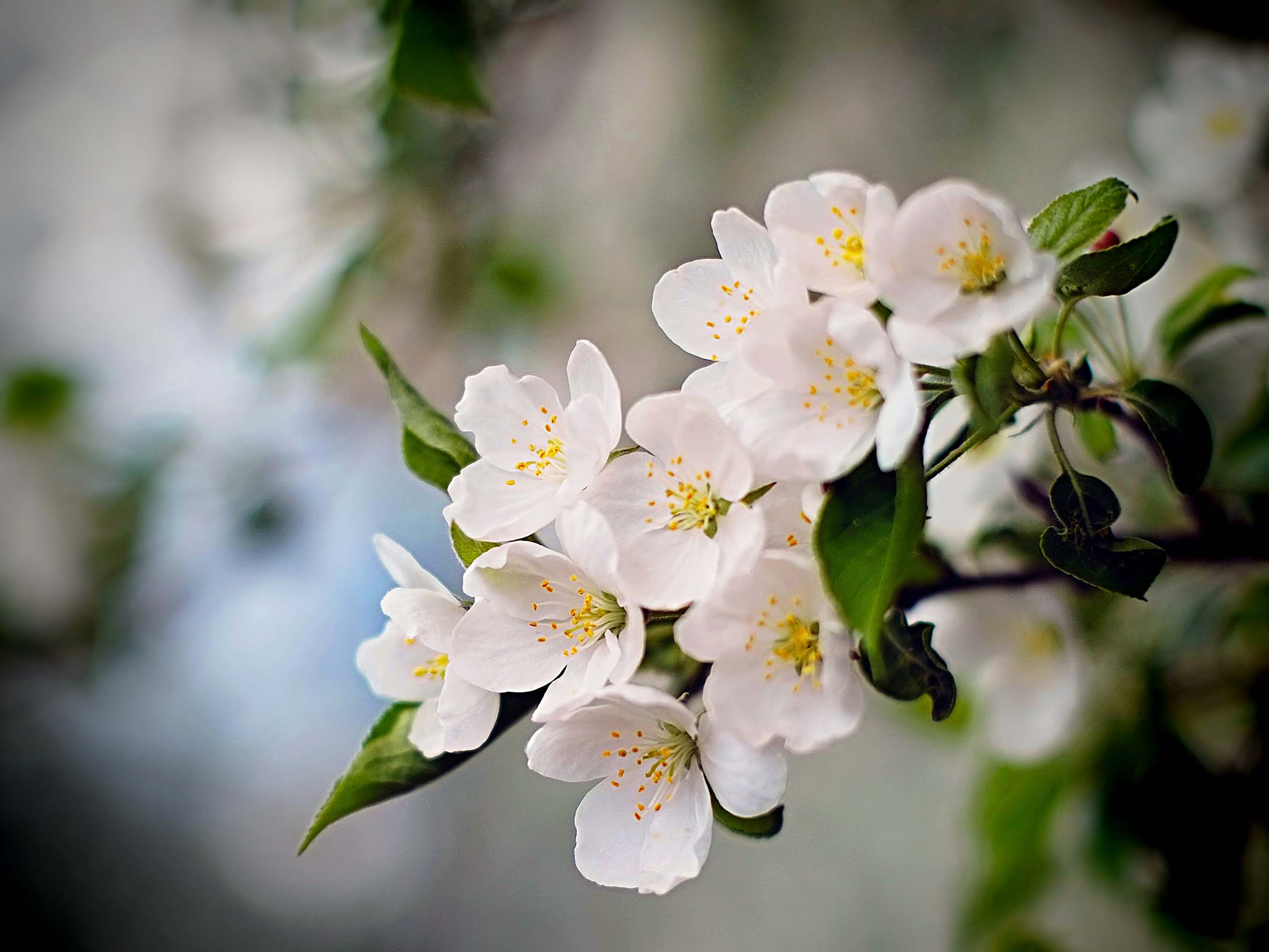 Цветочки цветущие яблони
