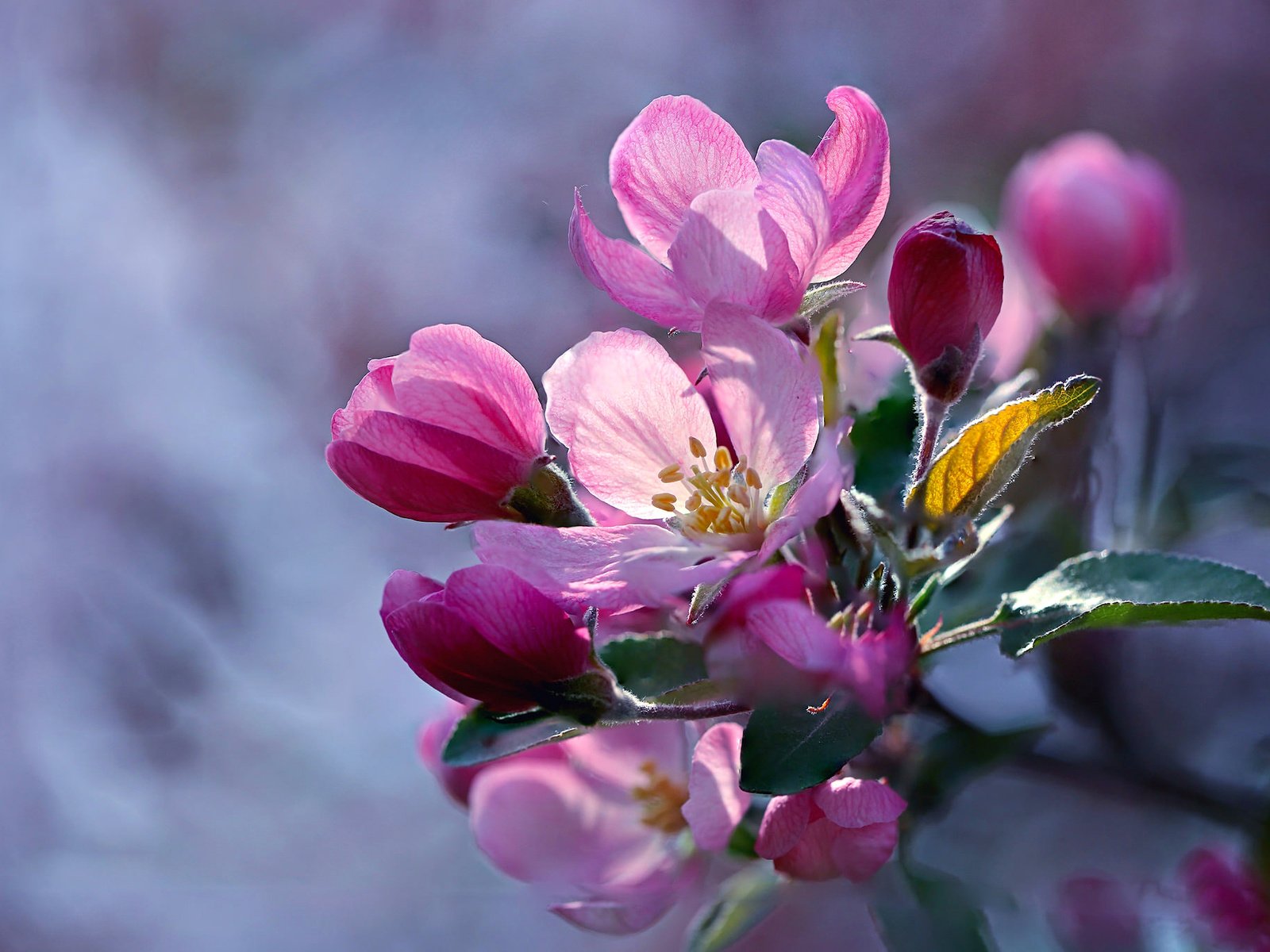 Цветы яблони