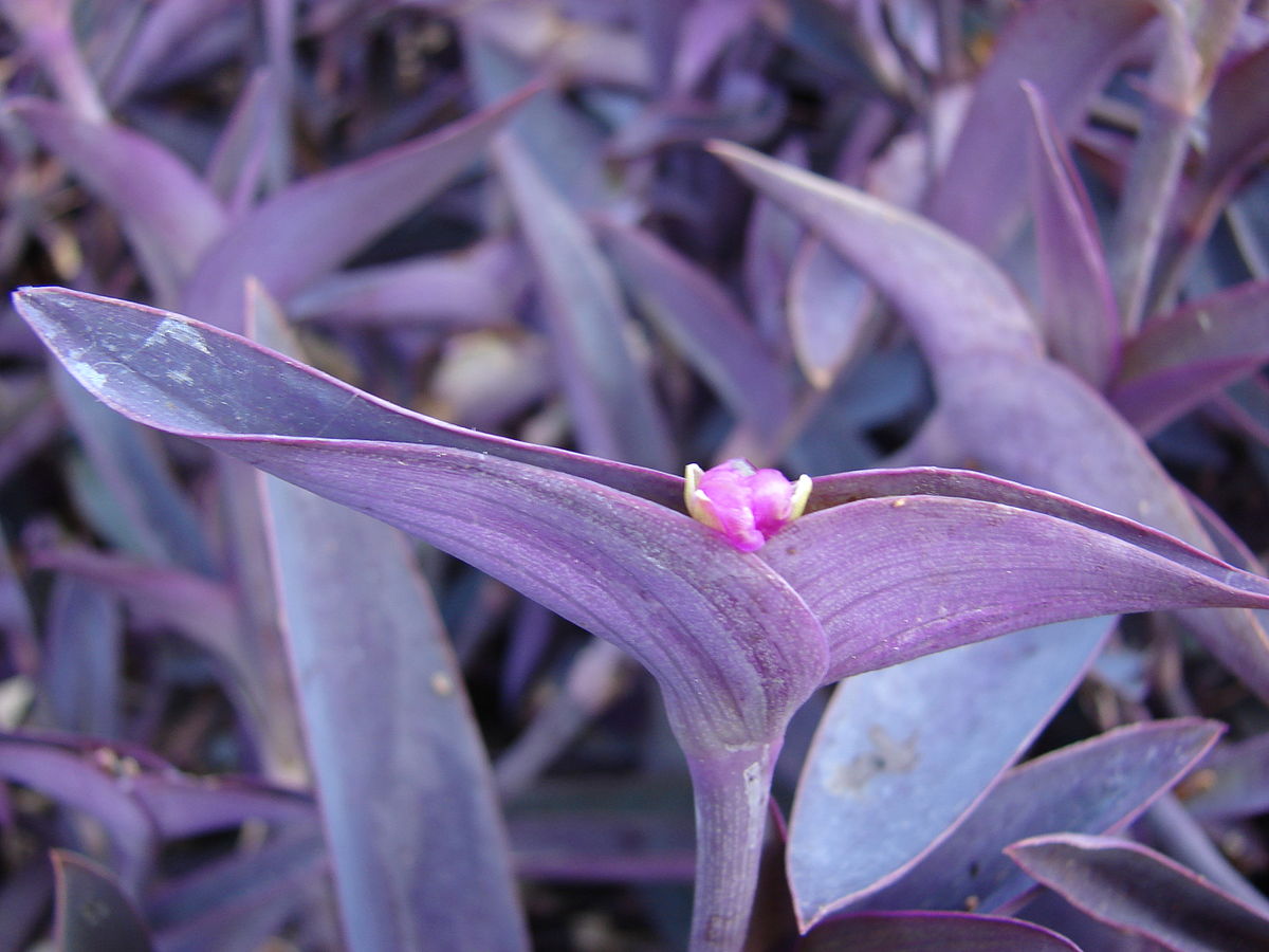цветок с зелено фиолетовыми листьями название фото