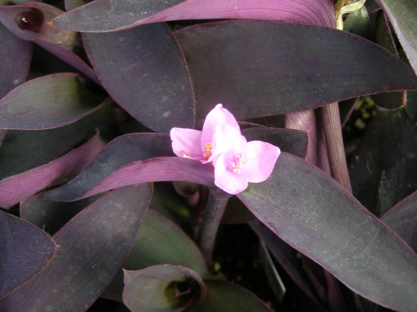 Цветок Рео Фиолетовый