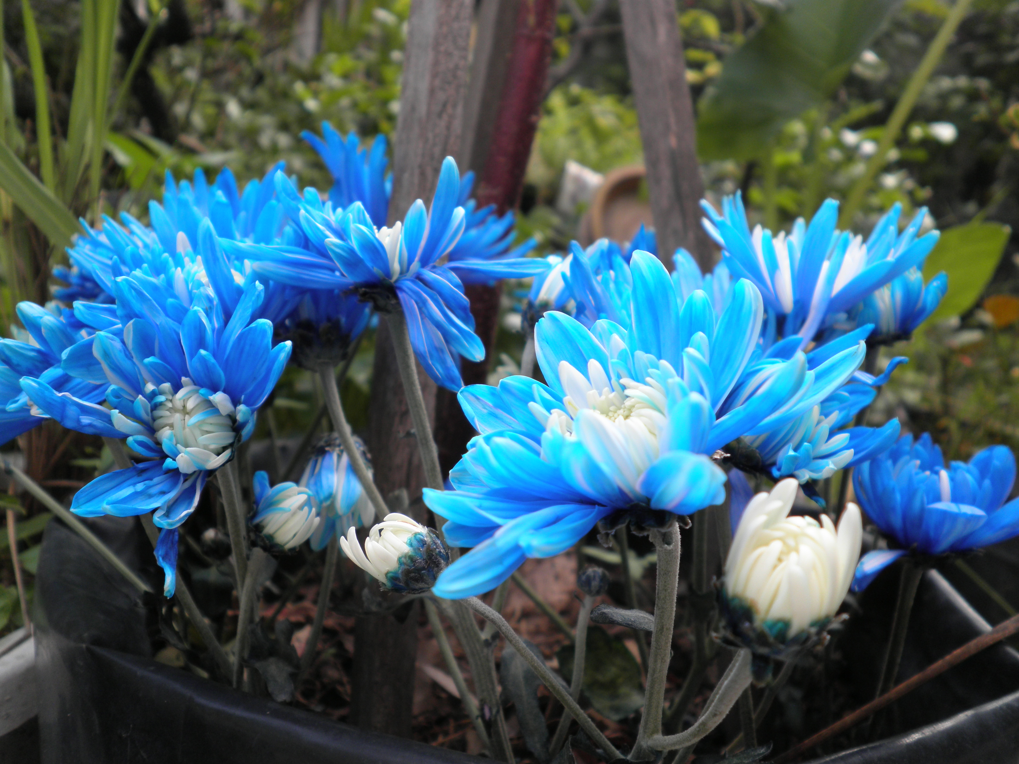 Синие хризантемы