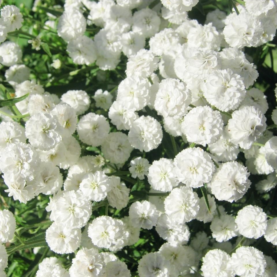 Розы белые мелкоцветные