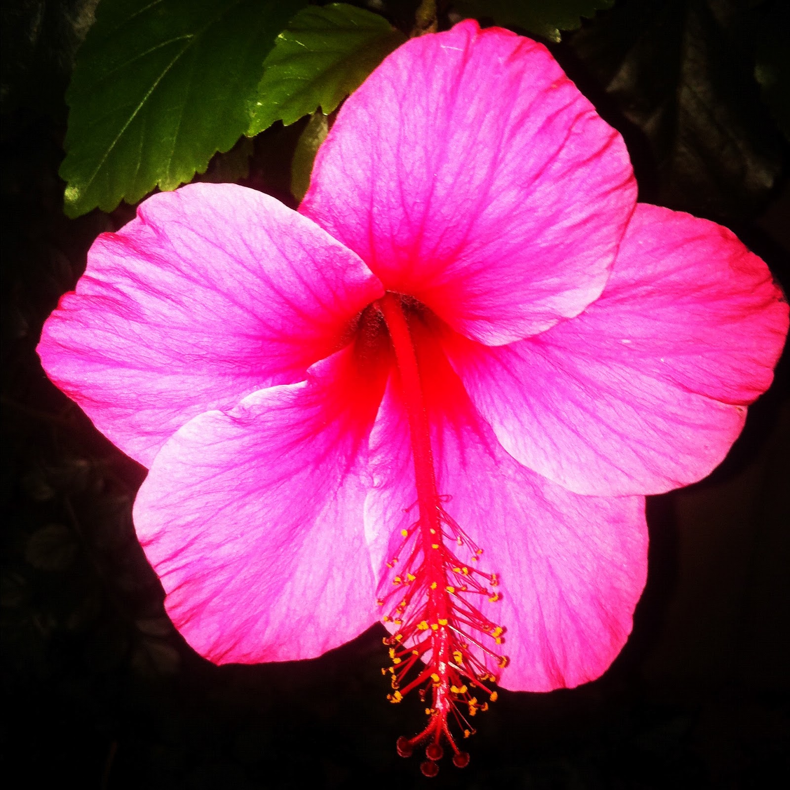 Гавайские цветочки