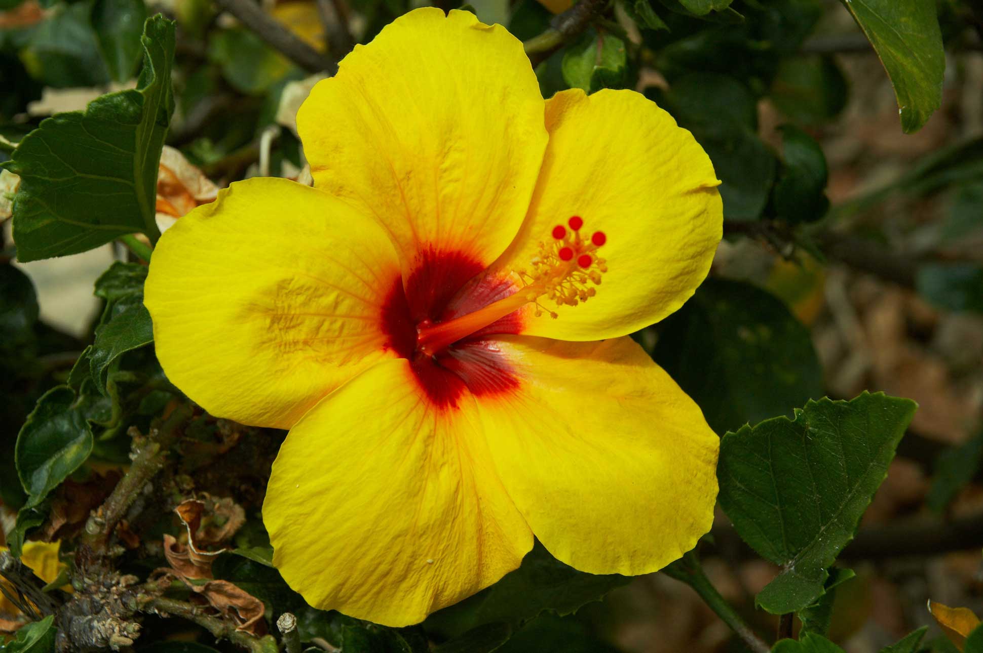 Гавайи цветы