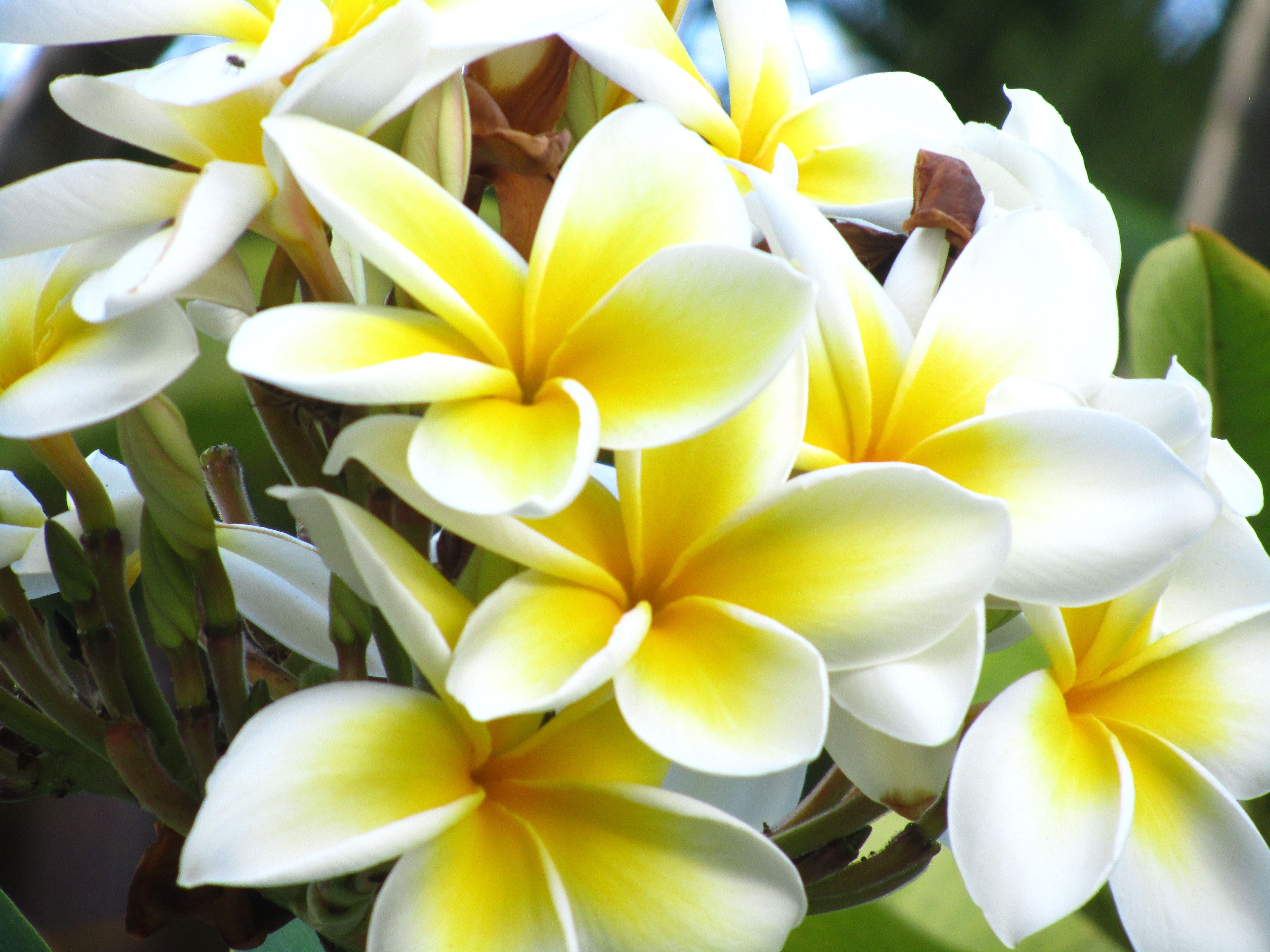 Плюмерия сорта Maui Beauty