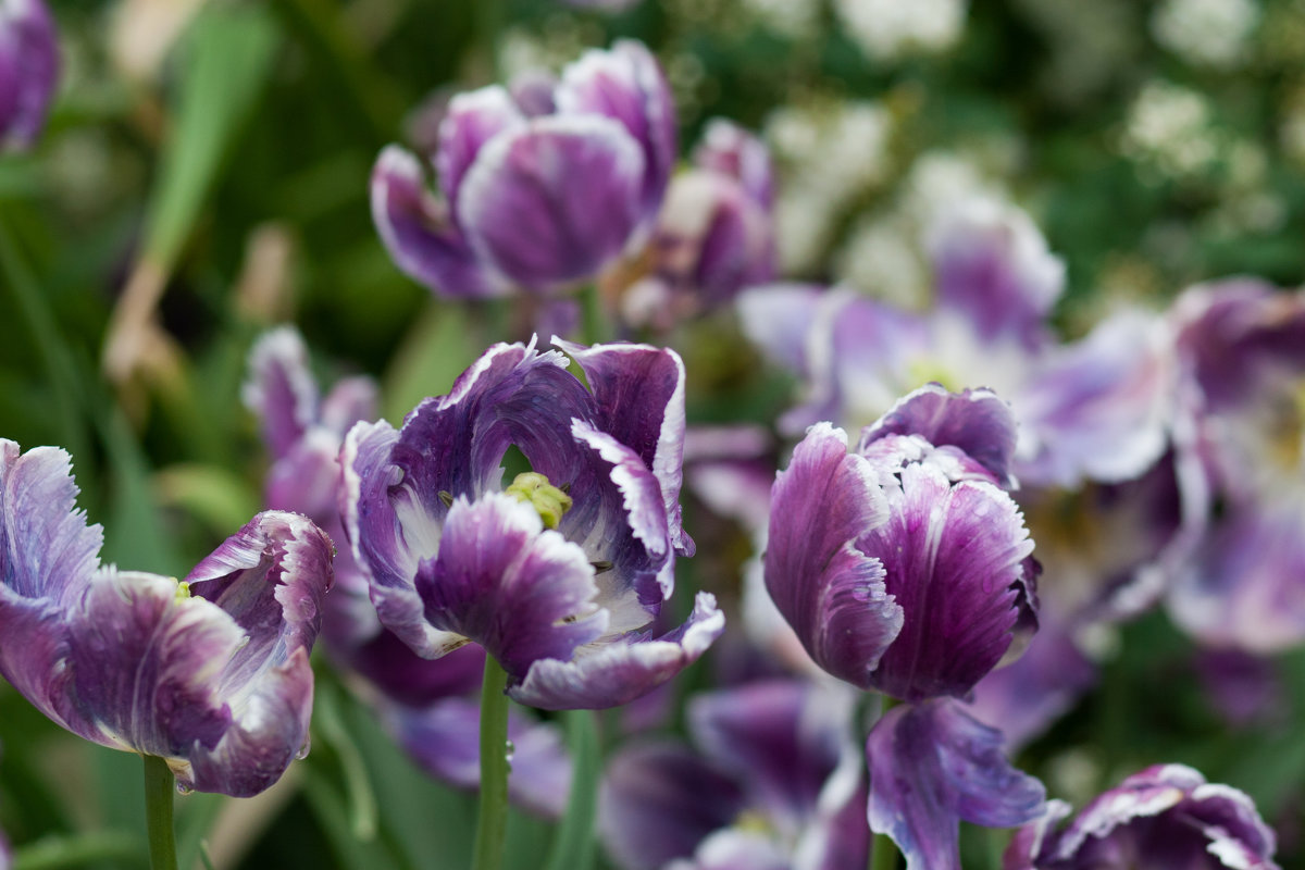 Тюльпаны Попугайные фиолетовые