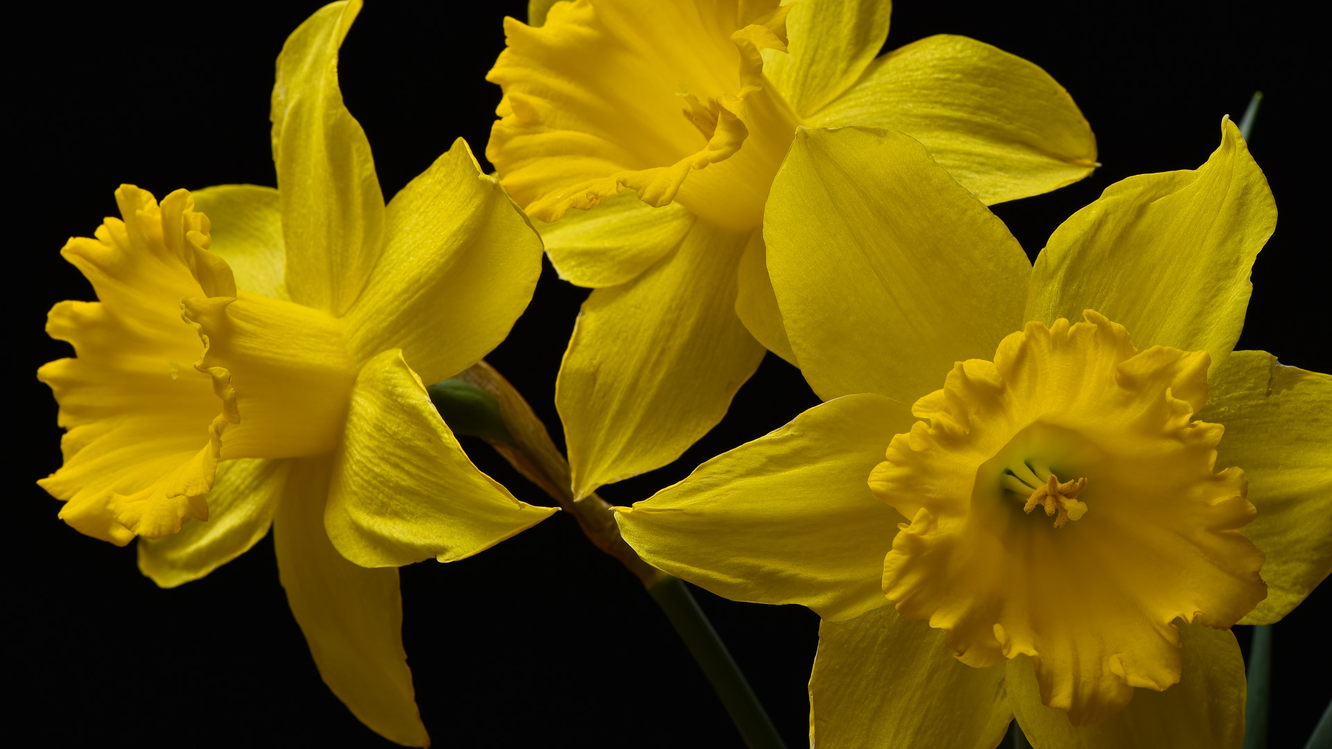 Нарцисс цветок желтый