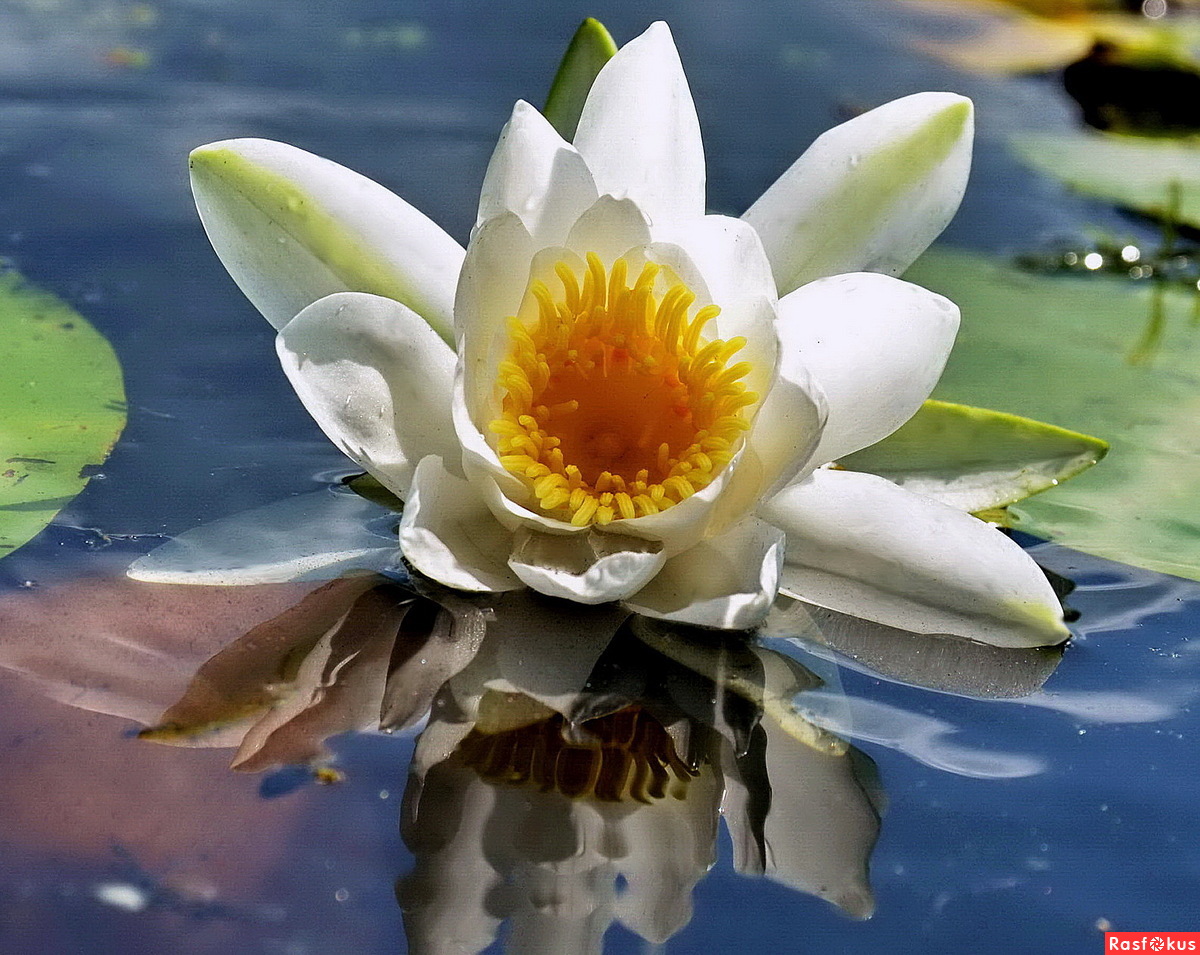 Болотная Лилия цветок